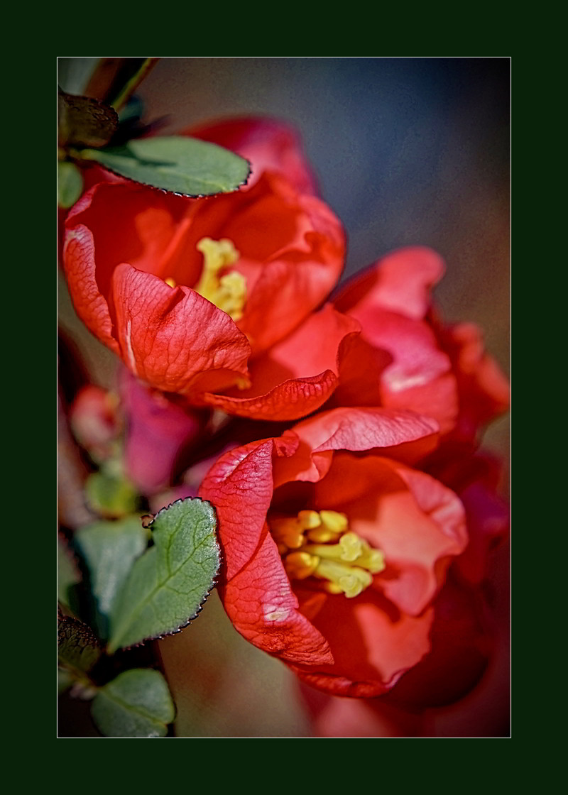 Chaenomeles speciosa - 00